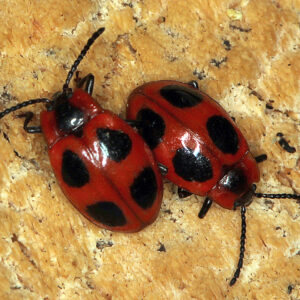 01052013195032 167 art 178 endomychus coccineus 6 1