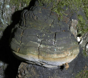 01062013094120 853 art 767 phe robustus 5308 32 kopie