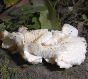 01062013115218 865 art 778 cre cirrhatus 5700 127 kopie