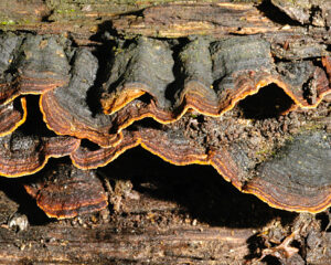 01062013121607 874 art 787 hym rubiginosa 5144 10 kopie