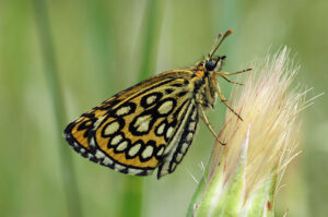 01092013120340 1778 art 830 heteropterus morpheus b