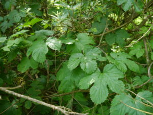 01092013133322 1781 art 254 humulus lupulus3