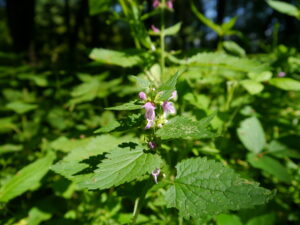 01092013142448 1788 art 317 lamium maculatum