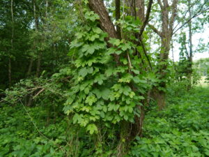 01092013145141 1795 art 254 humulus lupulus
