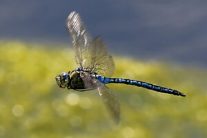 02092013000642 1822 art 949 anax imperator grose konigslibelle nord 8.2