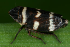 02092013004616 1826 art 1355 planaphrodes nigrita wald erdzikadem43.2
