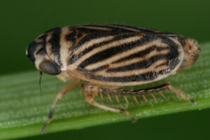 02092013005301 1827 art 1356 anoscopus flavostriatus streifen erdzikadem8.2