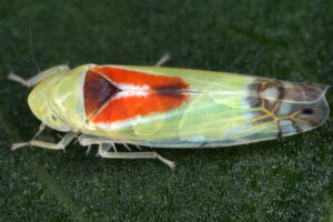 02092013013329 1833 art 1361 zyginella pulchra diademblattzikadem4.2