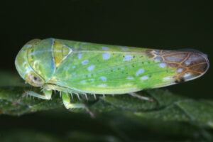 02092013015023 1838 art 1366 opsius stactogalus tamariskenzirpew1.2