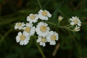 02092013090053 1862 art 323 achillea ptarmica1 ori