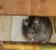 Hausratte