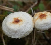 Zierlicher Mehlschirmling