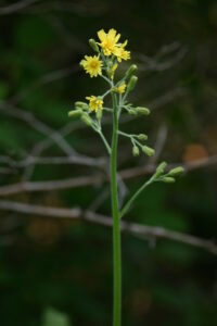 03092013105626 1888 art 1247 crepis praemorsa goldbg bgld img 0279 8