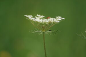 03092013112129 1894 art 500 daucus carota burgfried 01 29