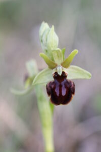 03092013135651 1924 art 550 ophrys sphegodes zanka balaton ungarn 02 284