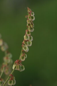 03092013142340 1936 art 504 rumex2 acetosa ori