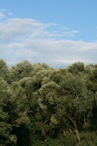 03092013142616 1937 art 267 salix alba maierhofermuhle 47 32