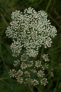 03092013143410 1942 art 348 selinum carvifolia worth a lafnitz bild 001 102