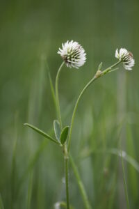 03092013152542 1954 art 555 trifolium montanum saschiz rumanien 9 3