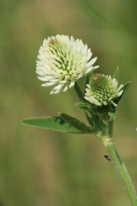 03092013152840 1955 art 555 trifolium montanum zinsbg img 7186 10
