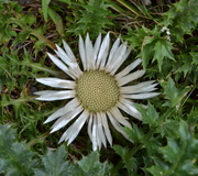 Silberdistel