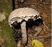 Gemeiner Strubbelkopf