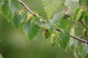 05082013215117 1256 art 1099 betula pendula orfalu Orseg ungarn 340 193