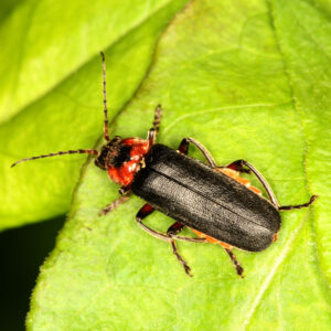 06052013130853 247 art 275 cantharis rustica