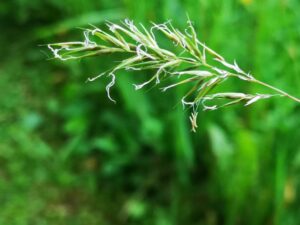 06062021091824 4088 art 1481 anthoxanthum odoratum