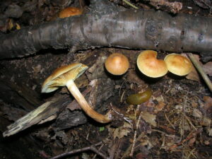 06082021145139 4097 art 1893 gymnopilus penetrans