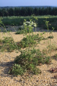 06092013080853 2006 art 1383 peucedanum oreoselinum ketfolgy ost Orseg ungarn 5159 3