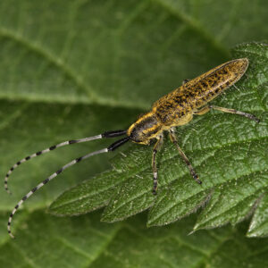 08052013100130 285 art 318 agapanthia villosoviridescens 1