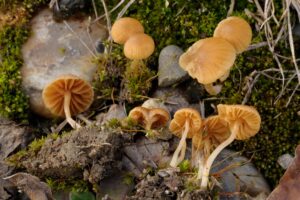 08052018210705 3569 art 2141 galerina spec