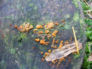 08062018184647 3728 art 2240 dacrymyces stillatus.rohrbach.steindlwald