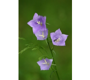Pfirsichblatt Glockenblume