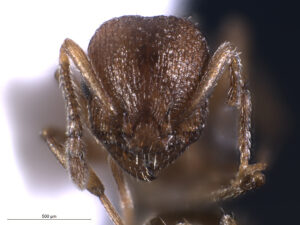 09082013163155 1262 art 143 temnothorax clypeatus caput wagner