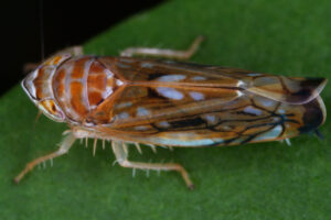 10072013234528 1104 art 946 scaphoideus titanus amerikanische rebenzikadew7.2