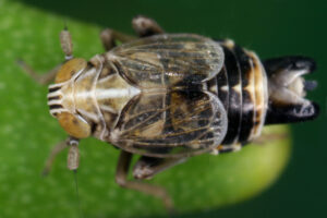 10092013121219 2033 art 1386 dicranotropis hamata quecken spornzikadem4.2