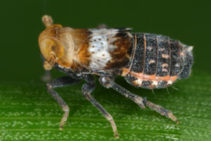 10092013122902 2035 art 1388 conomelus lorifer sudliche binsenspornzikademb30.2