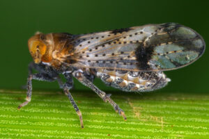 10092013123151 2036 art 1388 conomelus lorifer sudliche binsenspornzikadewm26.1