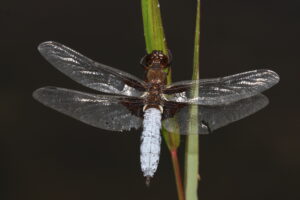 10102013122715 2179 art 969 libellula depressa lavant 07082013 bk