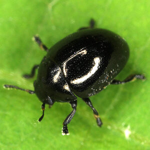 11012016182900 2782 art 1730 oomorphus concolor 1
