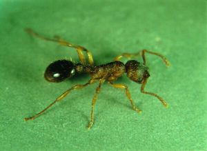 11062013110448 956 art 128 myrmica curvithorax seifert
