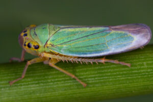 11072013001910 1107 art 950 cicadella viridis binsen schmuckzikadem1