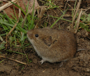 11092013110438 2056 art 989 microtus arvalis dd5585
