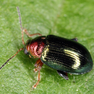 11092014174303 2658 art 1615 crepidoderea aurata 1