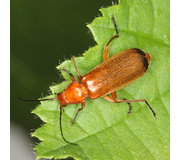 Roter Weichkäfer