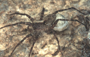12062013160229 963 art 905 pardosa lugubris w kokon a k kolbnitz 13 7 2003 foto ch komposch
