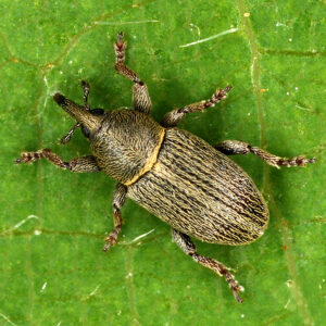 12092014002612 2752 art 1708 tychius picirostris 2