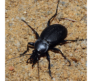 Lederlaufkäfer